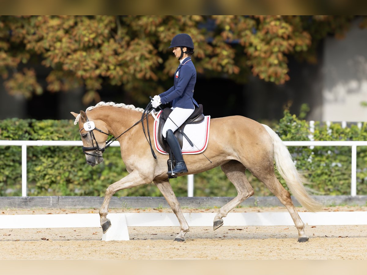 Haflinger Mare 3 years 14,3 hh Chestnut-Red in K&#xF6;tschach