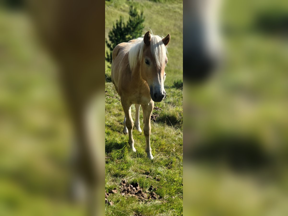 Haflinger Mare 3 years 14,3 hh in St. Sigmund im Sellrain