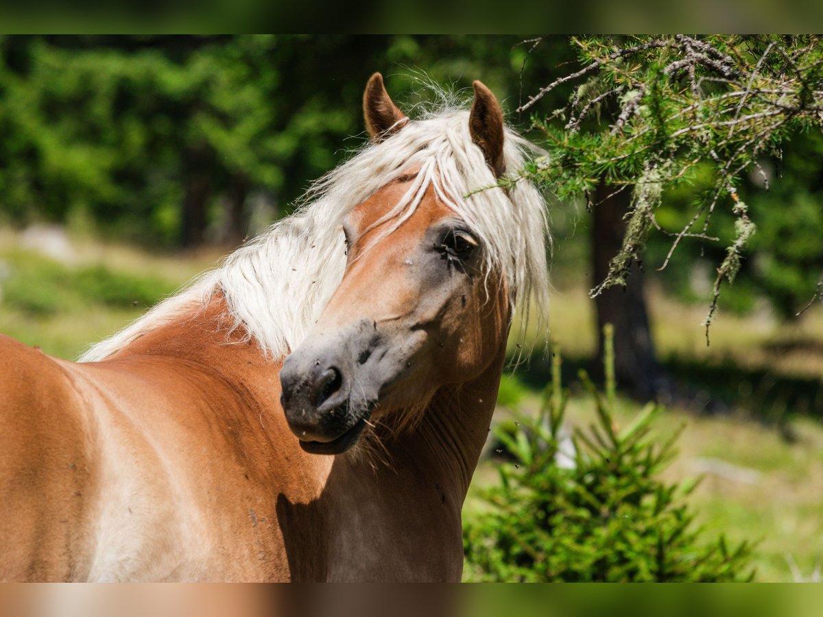 Haflinger Mare 4 years 14,1 hh in Tamsweg