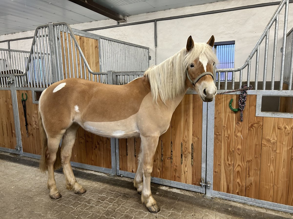 Haflinger Mare 4 years 14,1 hh Chestnut-Red in Dollerup