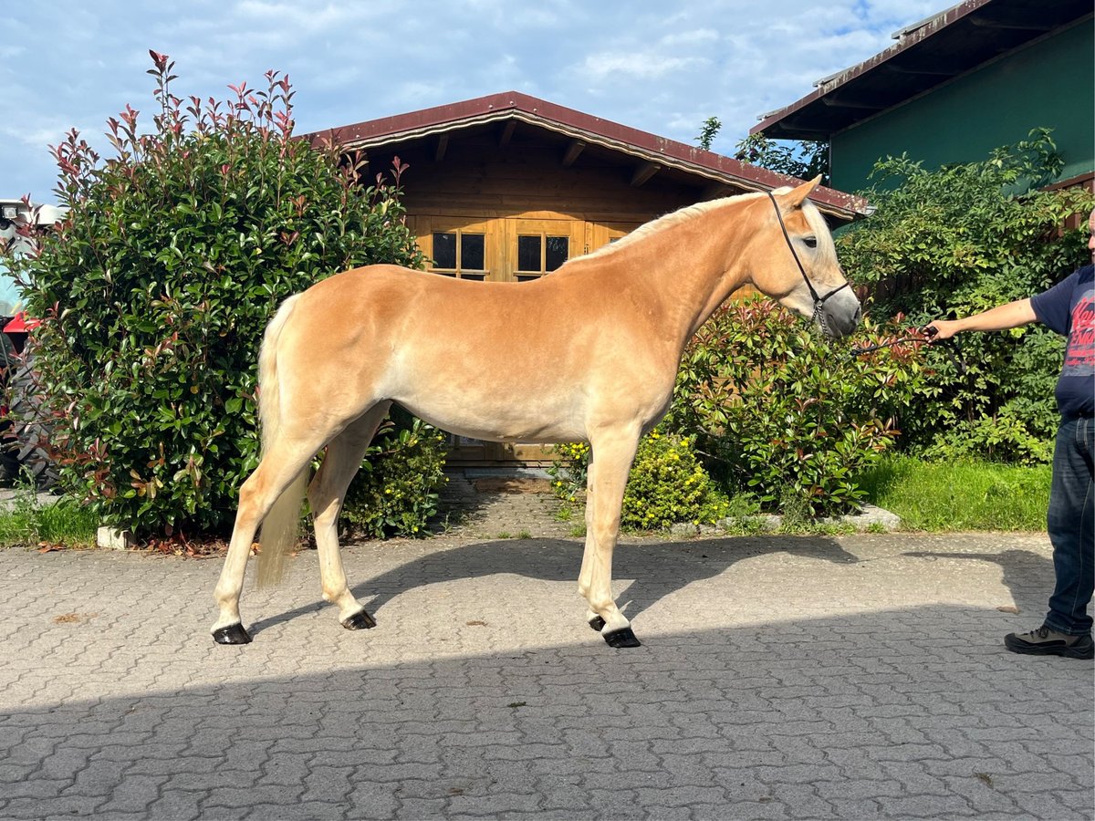 Haflinger Mare 4 years 14,1 hh Chestnut-Red in Karlsbad