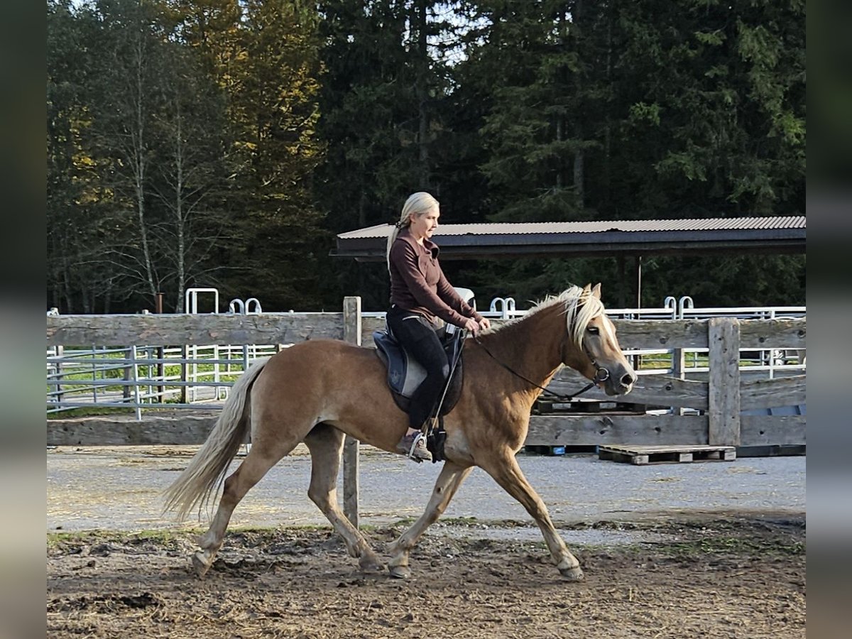 Haflinger Mare 4 years 14,2 hh Champagne in Achenkirch