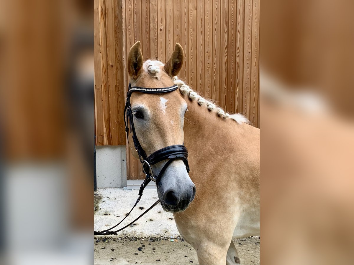 Haflinger Mare 4 years 14,2 hh in Walchsee