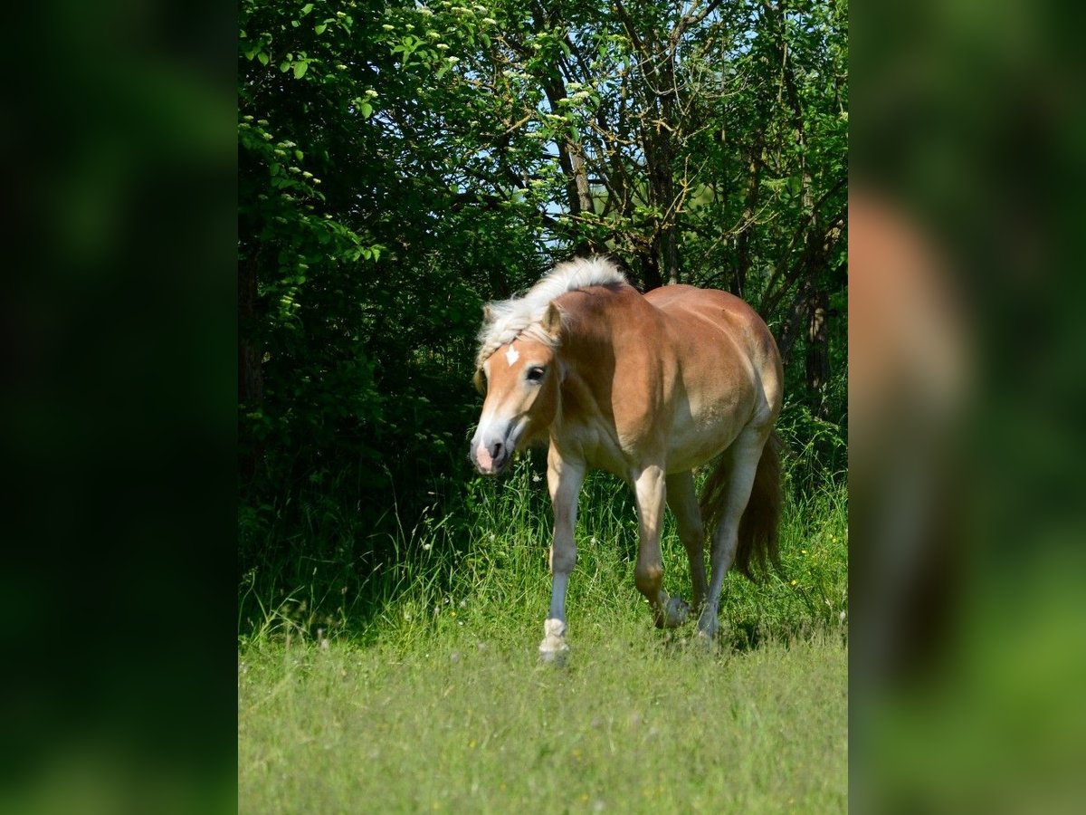 Haflinger Mare 4 years 14,2 hh in Wallersdorf