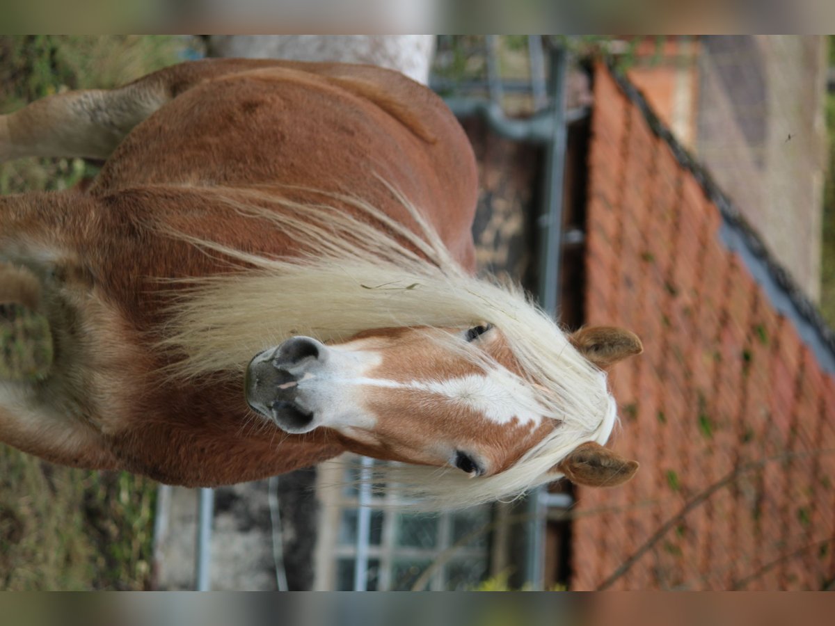 Haflinger Mare 4 years 14 hh in Alsfeld