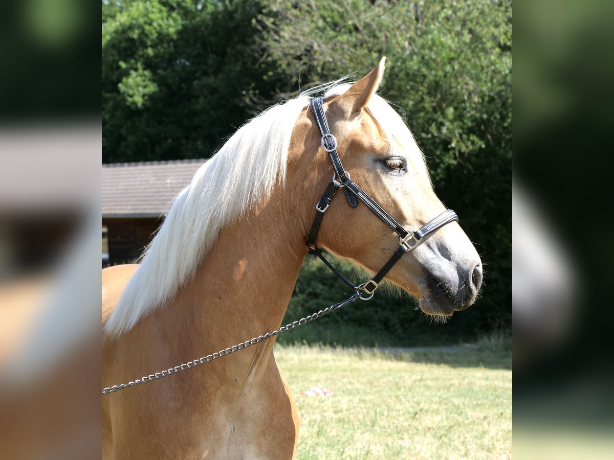 Haflinger Mare 4 years 14,2 hh Chestnut-Red in Galenberg