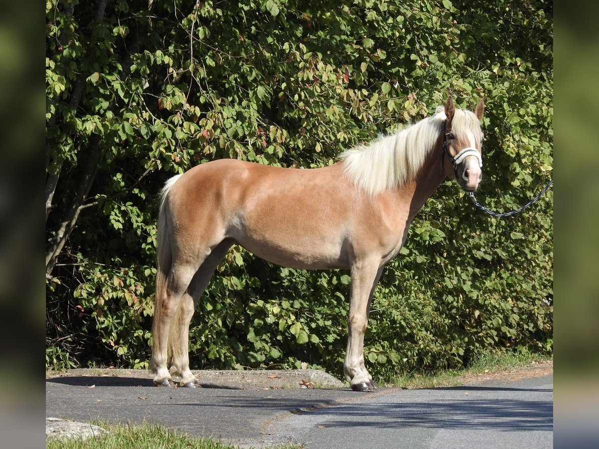 Haflinger Mare 4 years 14,2 hh Chestnut-Red in Verl