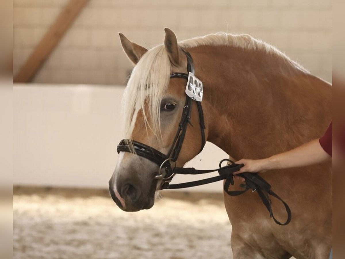 Haflinger Mare 4 years 14,2 hh Chestnut-Red in OberkrämerOberkrämer