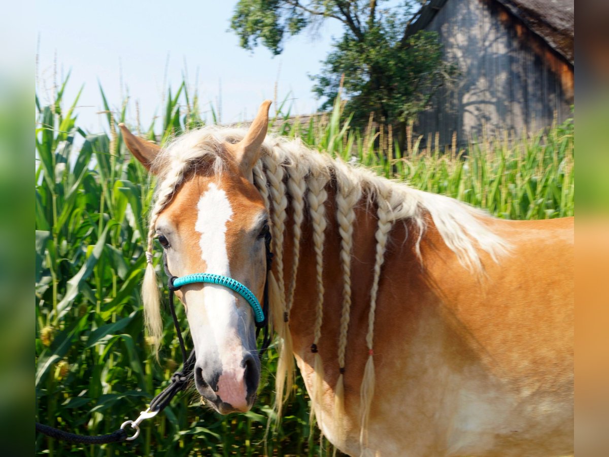 Haflinger Mare 4 years 14,2 hh Dun in Gerersdorf bei G&#xFC;ssing