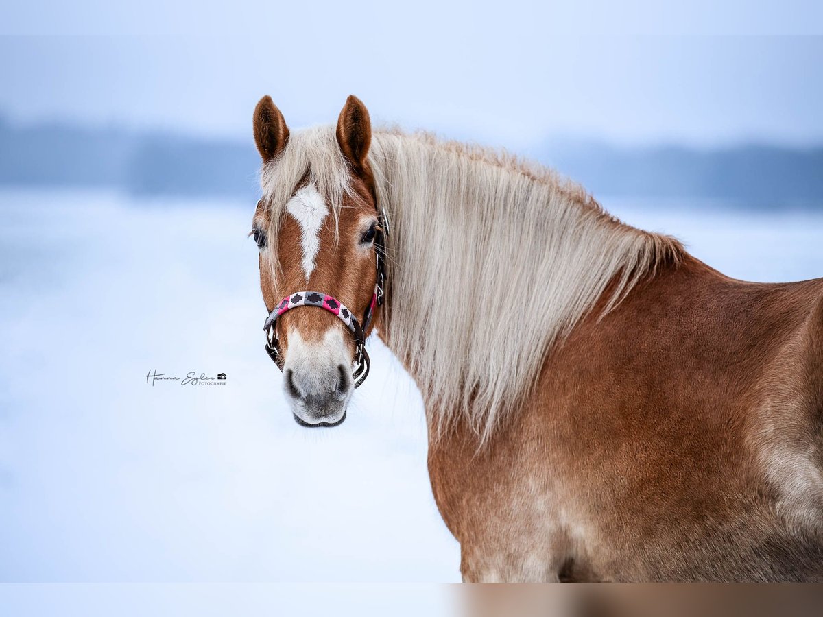 Haflinger Mare 4 years 14,3 hh Chestnut-Red in Klein Offenseth-Sparrieshoop
