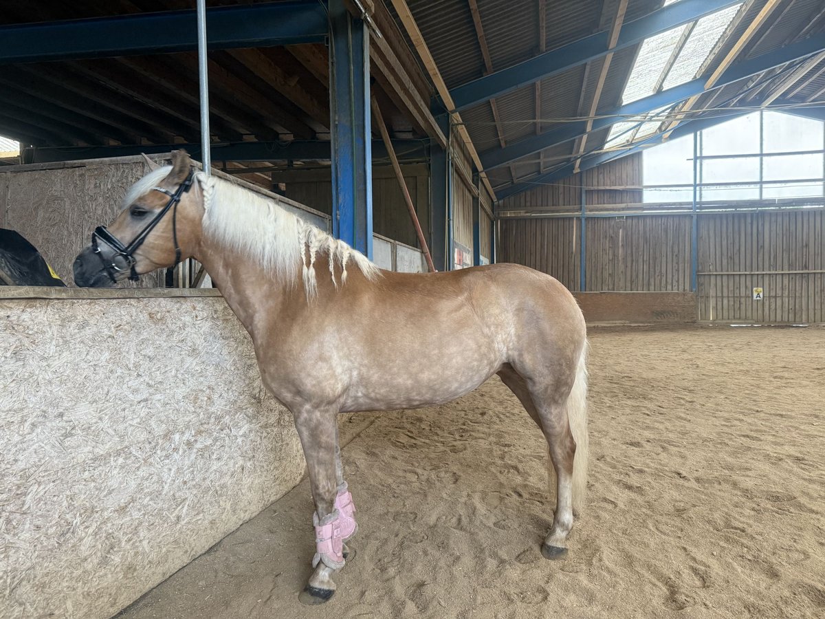 Haflinger Mare 4 years 14,3 hh Dun in Hausmening