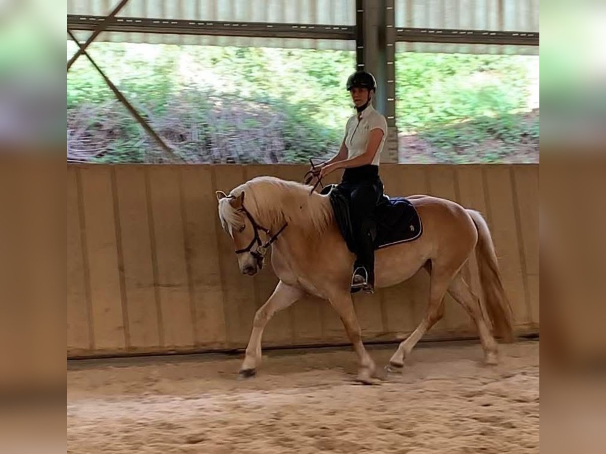 Haflinger Mare 4 years 15,1 hh Cremello in Niederstaufenbach