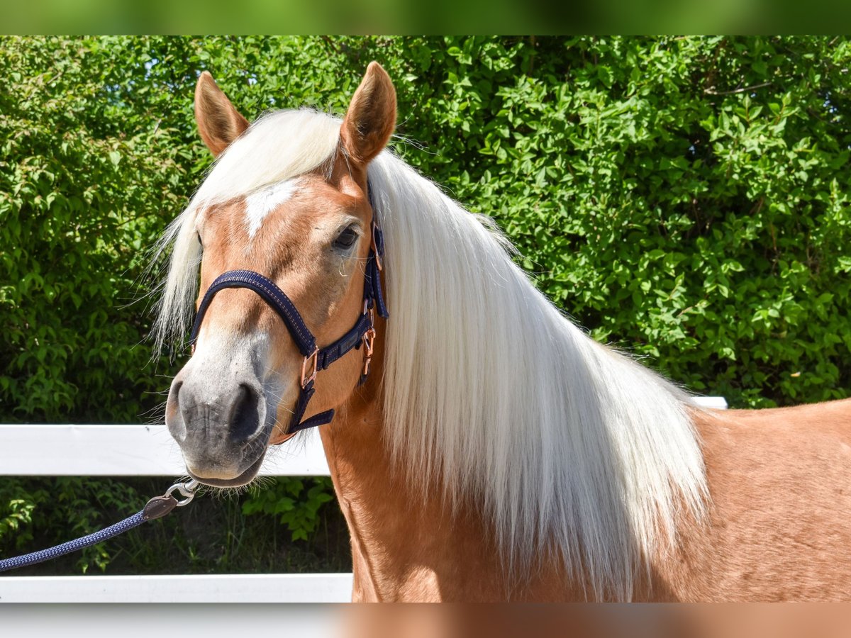 Haflinger Mare 4 years Chestnut-Red in Seebad Bansin