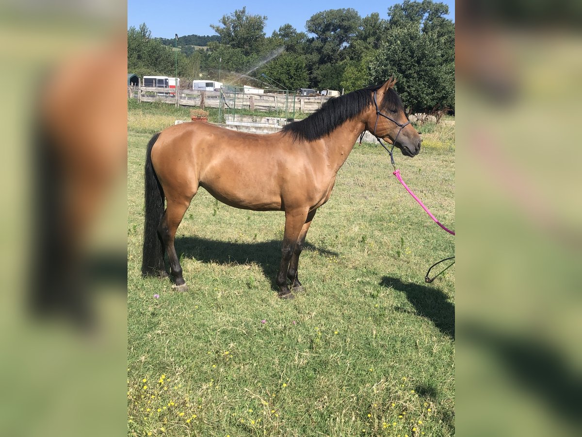 Haflinger Mix Mare 5 years 14,1 hh Brown-Light in Parma