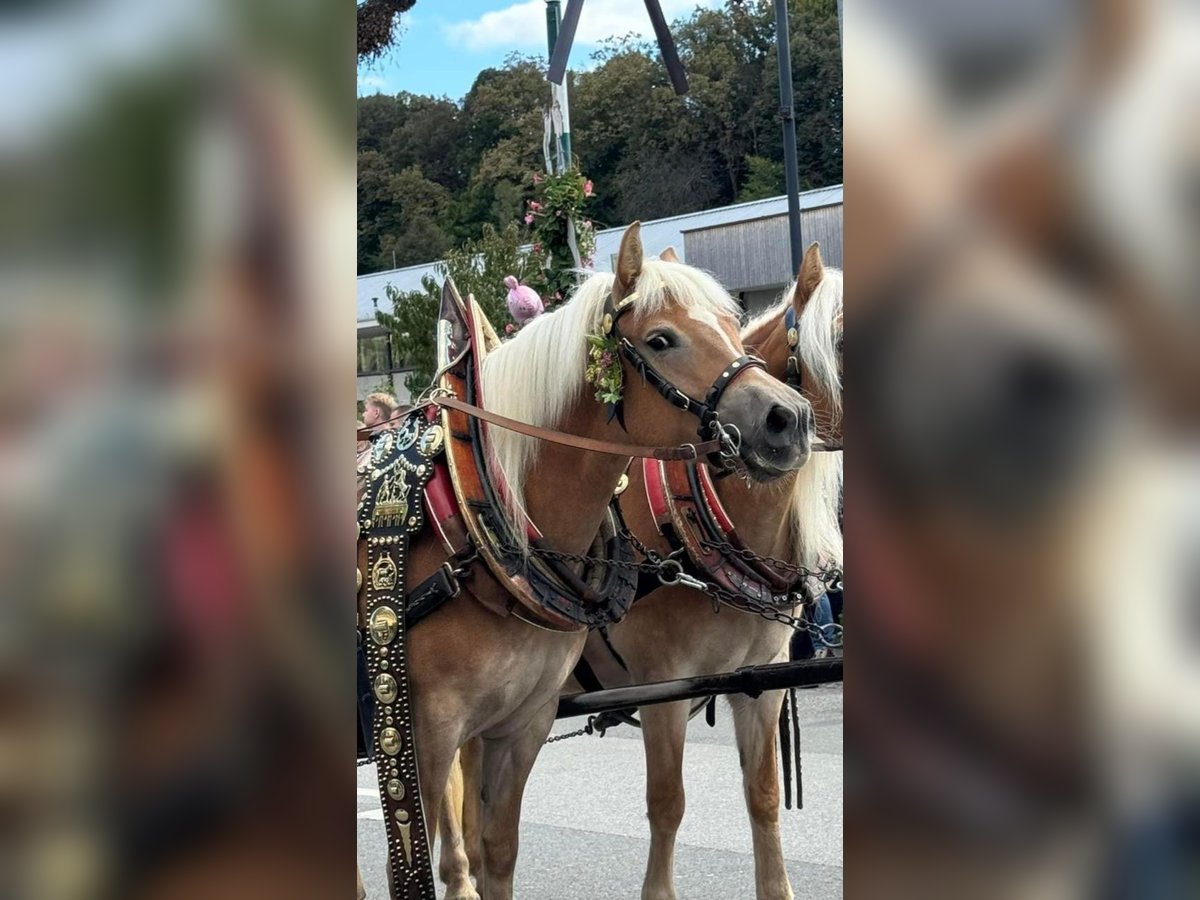 Haflinger Mare 5 years 14,1 hh Chestnut-Red in Leutschach