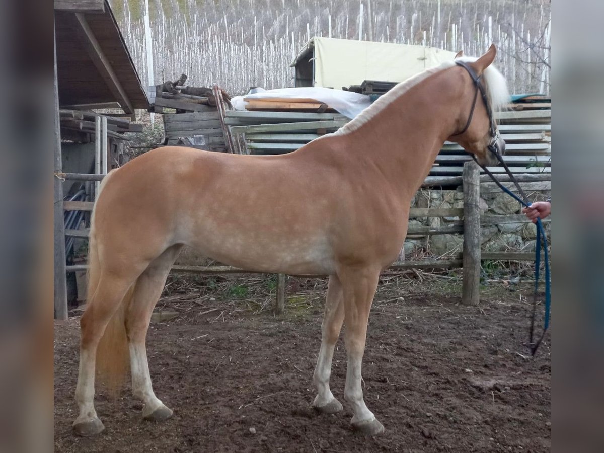 Haflinger Mare 5 years 14,3 hh Chestnut-Red in Bozen/S&#xFC;dtirol