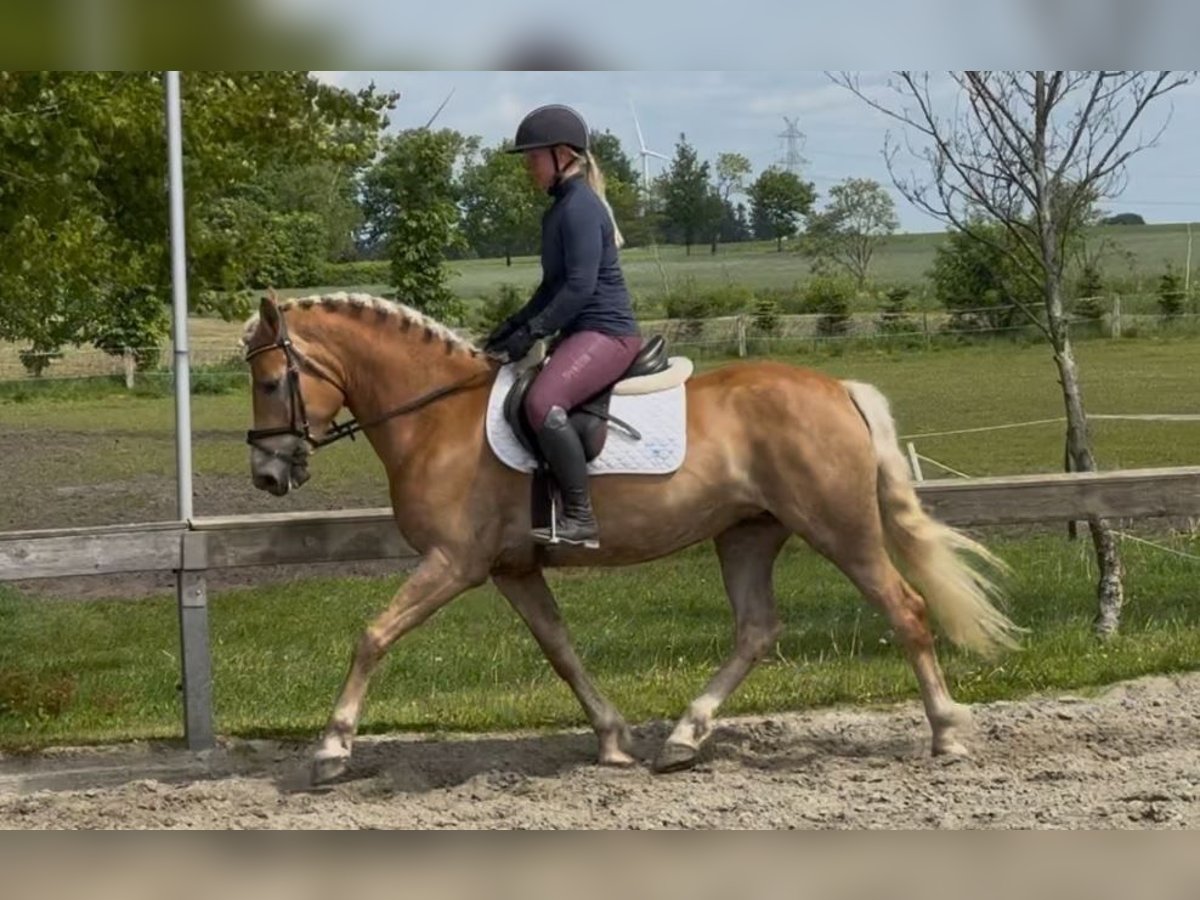 Haflinger Mare 5 years 14,3 hh Chestnut-Red in S&#xFC;derl&#xFC;gum