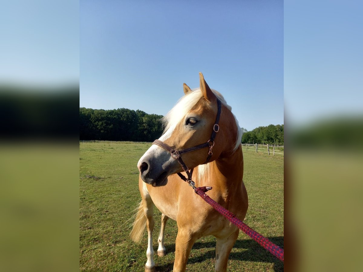 Haflinger Mare 5 years 15 hh Chestnut-Red in Hohenwestedt