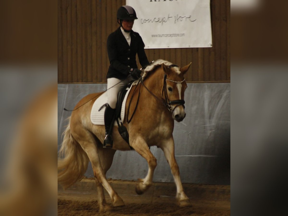 Haflinger Mare 5 years 15 hh Chestnut-Red in Kleinlangheim