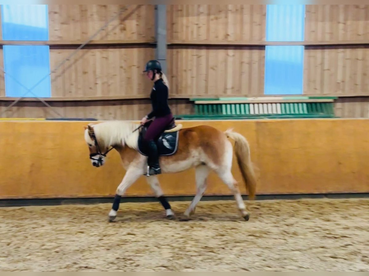 Haflinger Mare 5 years 15 hh Dun in Diemelsee