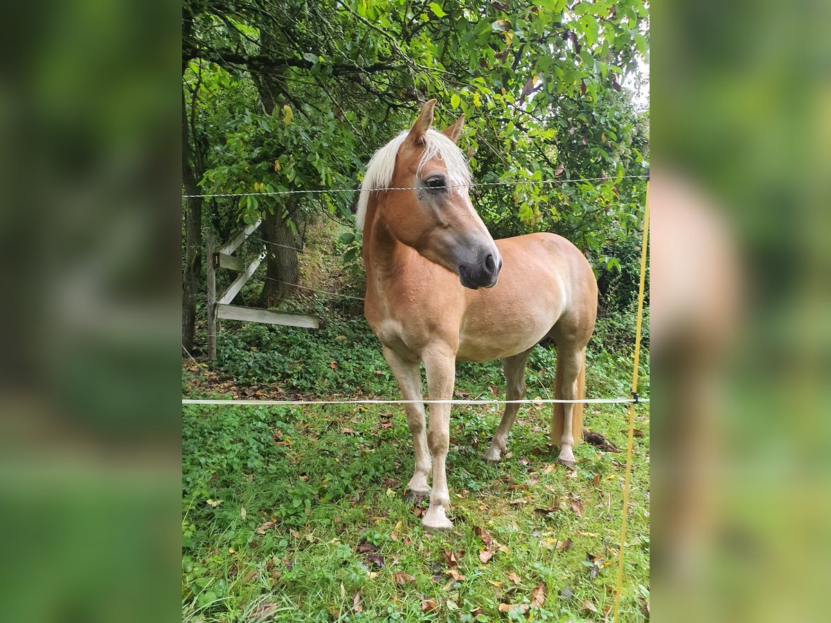 Haflinger Mare 6 years 13,1 hh Chestnut-Red in Bad Bocklet
