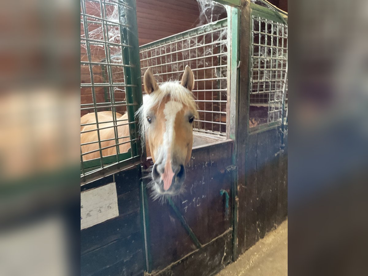 Haflinger Mare 6 years 14,2 hh Palomino in Perchtoldsdorf