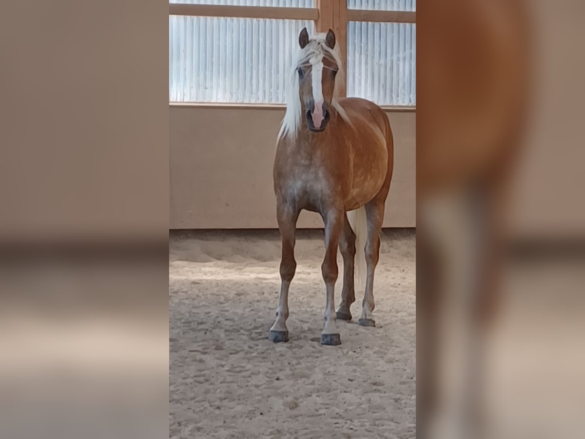 Haflinger Mare 6 years 14,3 hh Chestnut-Red in Wuppertal