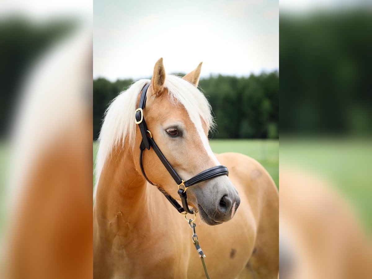 Haflinger Mix Mare 6 years 14,2 hh Chestnut-Red in Rott am Inn Haflinger Mix Mare 6 years 14,2 hh Chestnut-Red in Rott am Inn