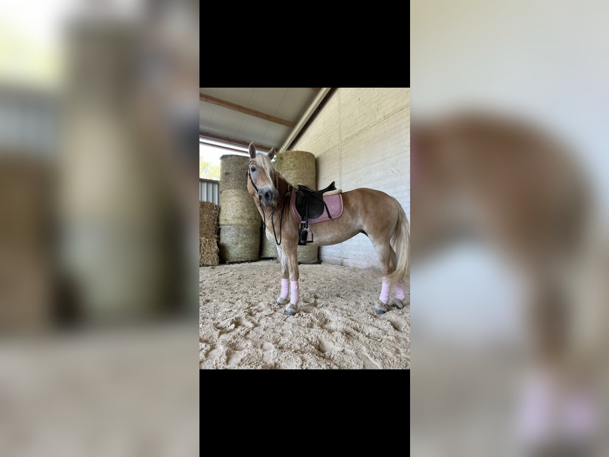 Haflinger Mare 6 years 15 hh Champagne in Wittlich
