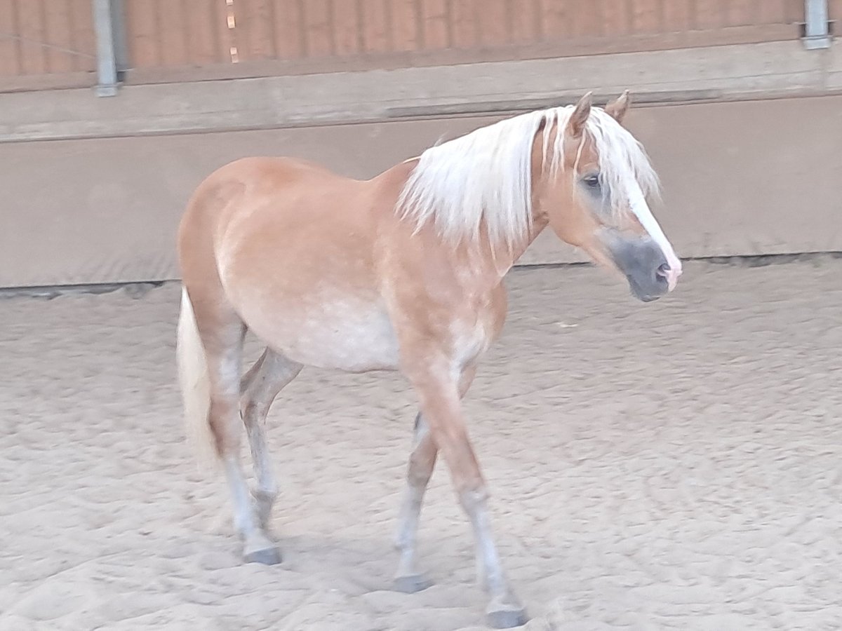 Haflinger Mare 6 years 15 hh Chestnut-Red in Wuppertal