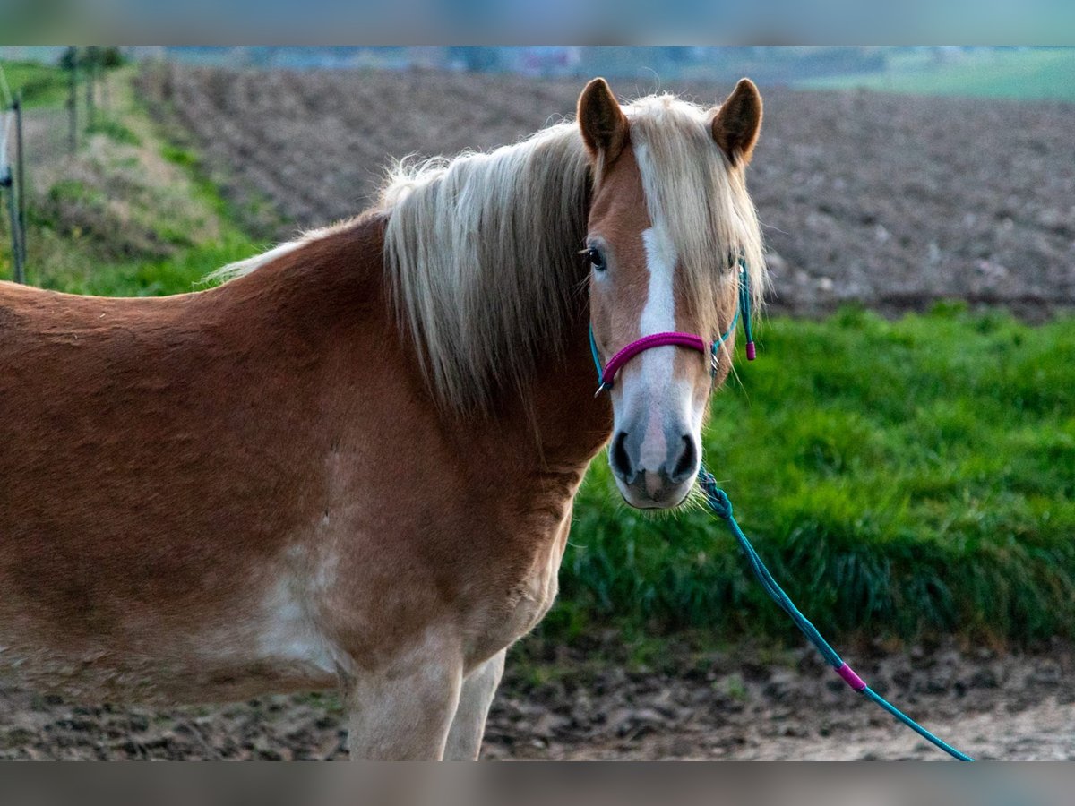 Haflinger Mare 6 years 15 hh Chestnut-Red in Haselbachtal