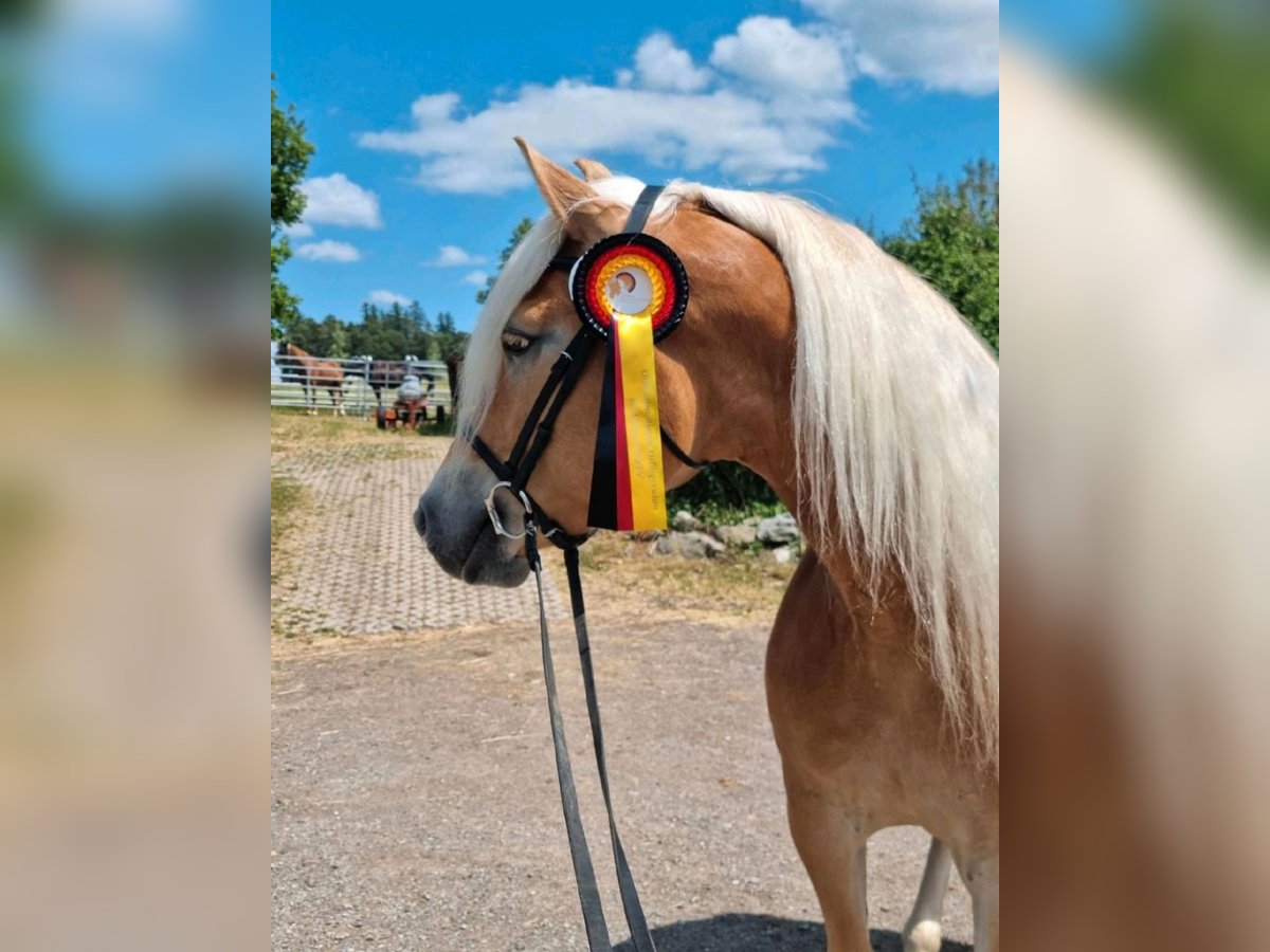 Haflinger Mare 6 years 15 hh Chestnut-Red in Oberaurach