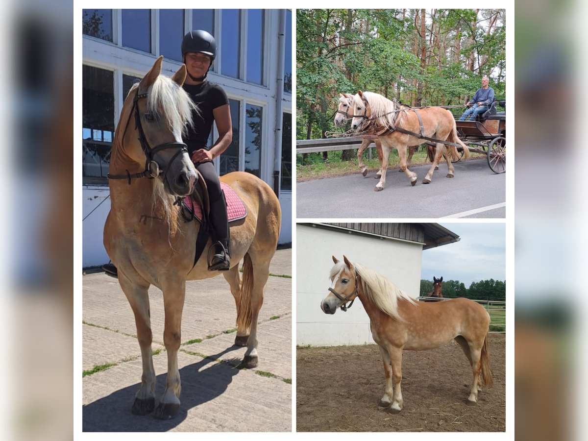 Haflinger Mare 7 years 14,2 hh Chestnut-Red in Lübbenau / Spreewald