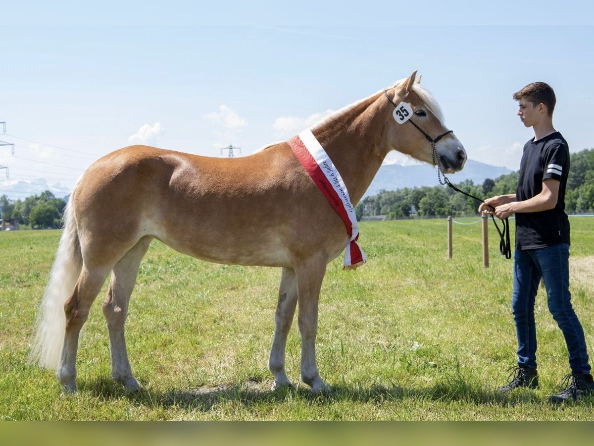 Haflinger Mare 7 years 14,2 hh Chestnut-Red in Höchst