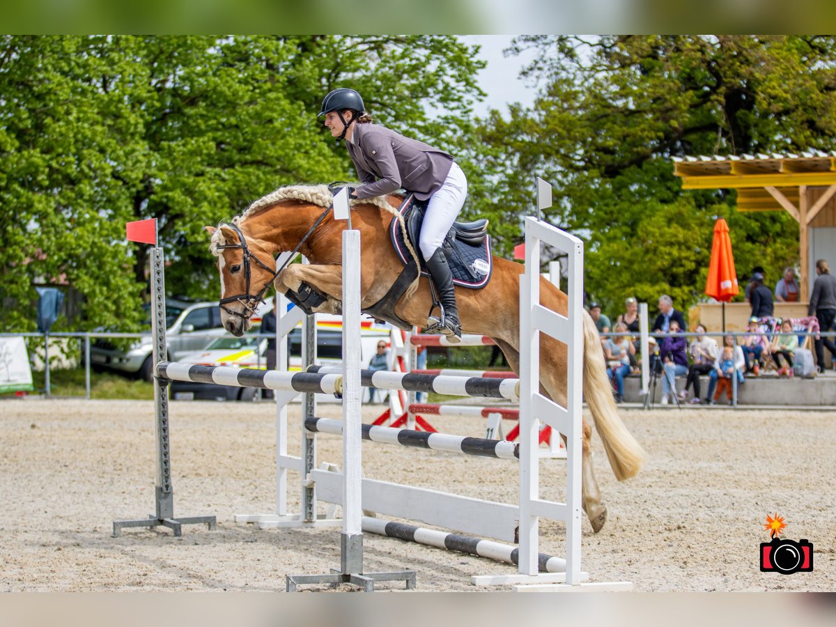 Haflinger Mare 7 years 14,2 hh Chestnut-Red in Altenmarkt im Pongau