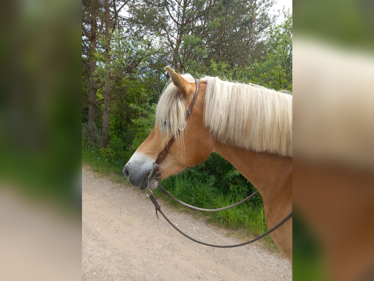 Haflinger Mare 7 years 14,3 hh Brown Falb mold in Feistritz an der Drau