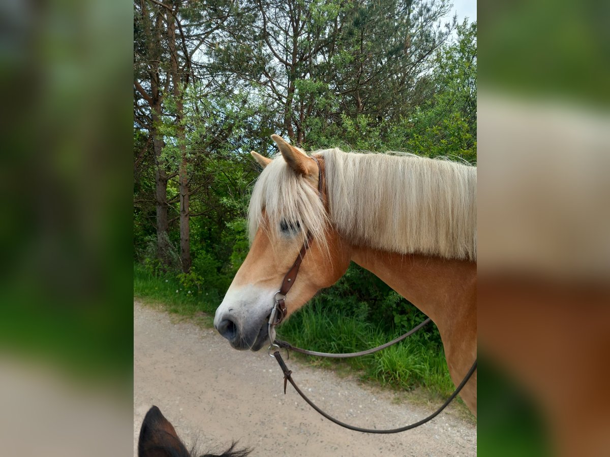 Haflinger Mare 7 years 14,3 hh Brown Falb mold in Feistritz an der Drau