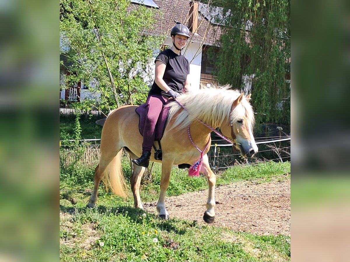 Haflinger Mare 7 years 14,1 hh Chestnut-Red in Bayerbach