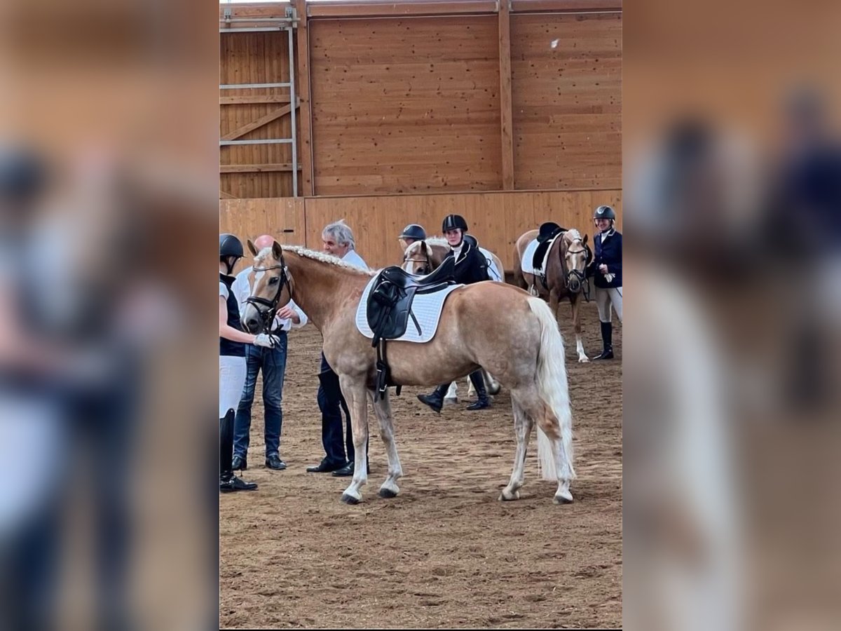 Haflinger Mare 7 years 14,2 hh Brown-Light in LaberweintingLaberweinting