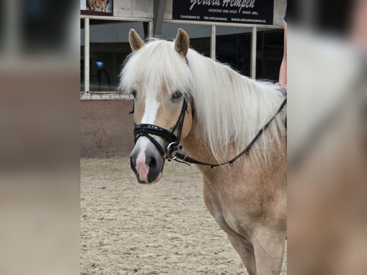 Haflinger Mare 7 years 14,3 hh Palomino in Ter Apel