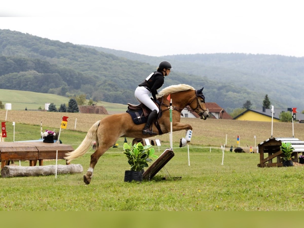 Haflinger Mare 7 years 15 hh Chestnut-Red in Gunskirchen