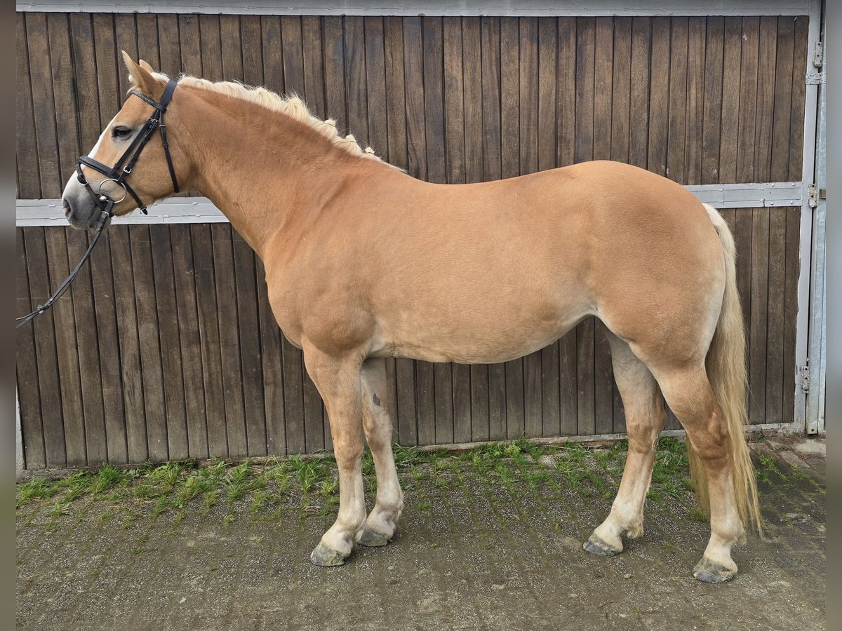 Haflinger Mare 8 years 14,2 hh Chestnut-Red in Mülheim an der Ruhr