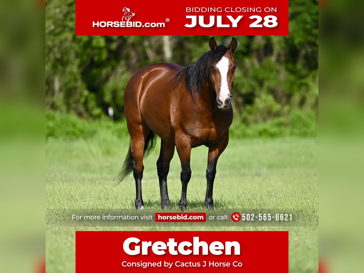 Haflinger Mix Mare 8 years 14 hh Bay in Waco
