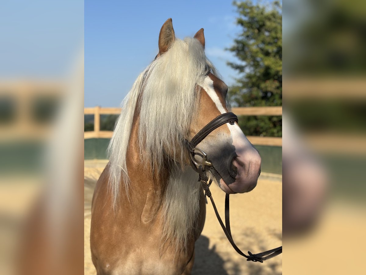 Haflinger Mare 8 years 14,2 hh Chestnut-Red in Iggingen