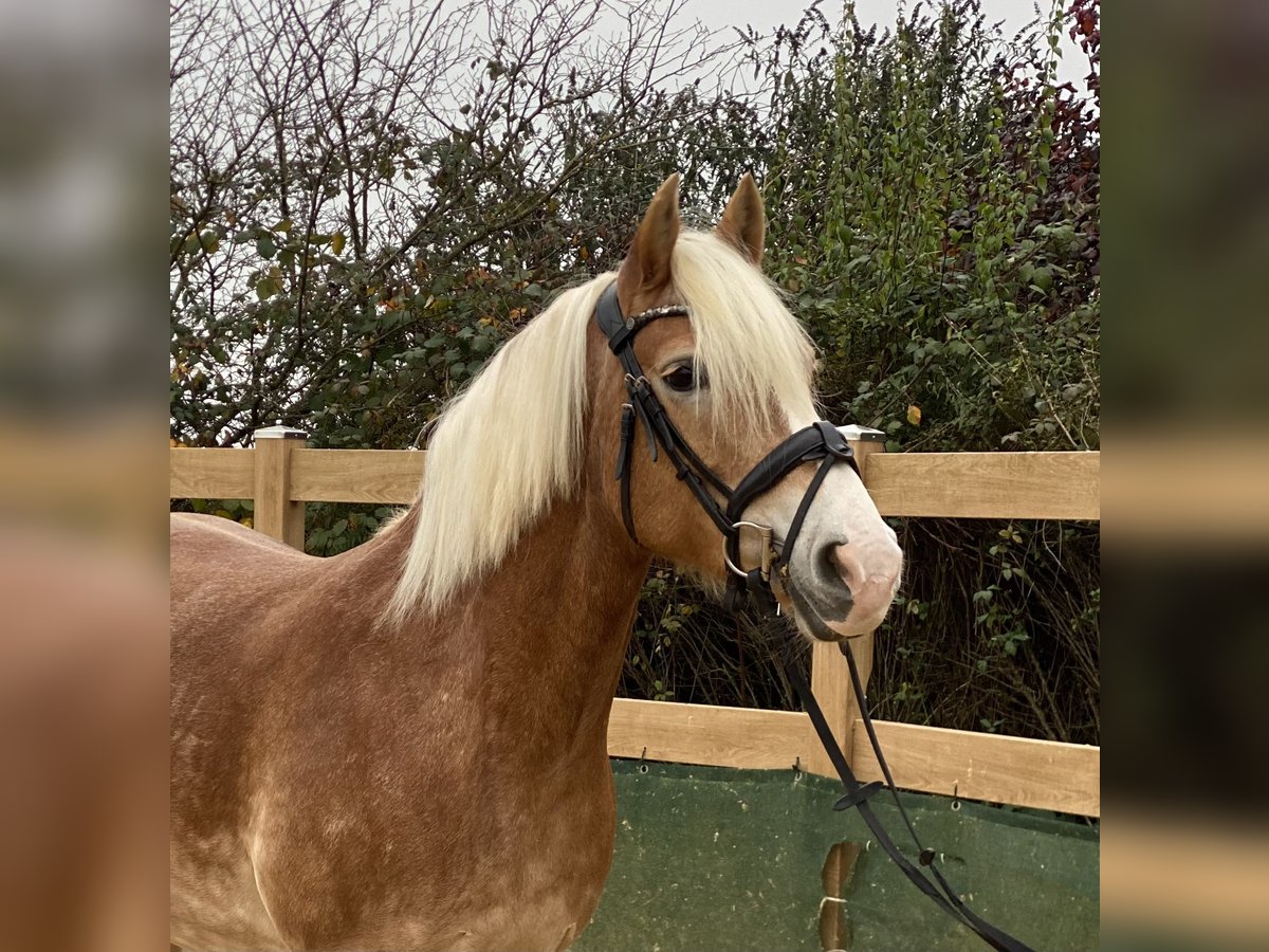 Haflinger Mare 9 years 14,2 hh Chestnut-Red in Iggingen