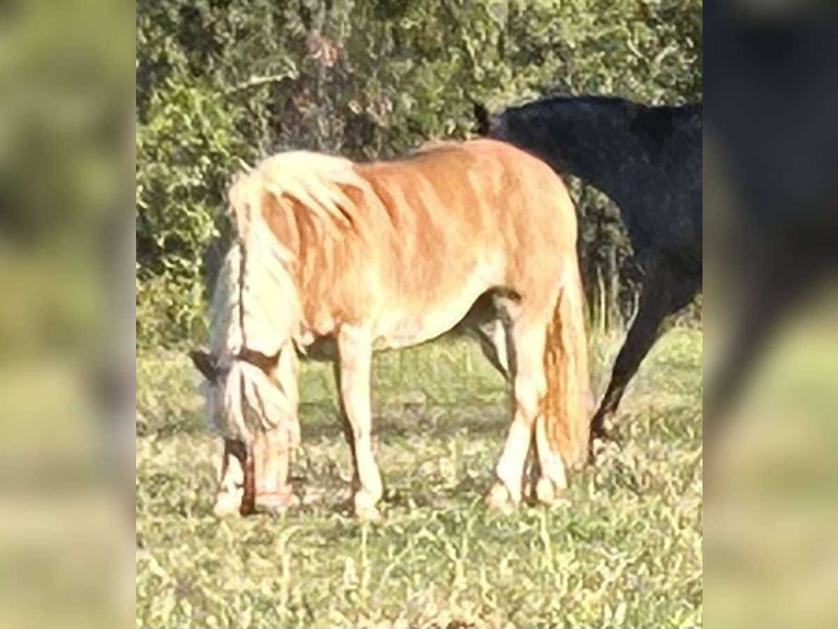 Haflinger Mare 9 years 14 hh Palomino in Lesage WV