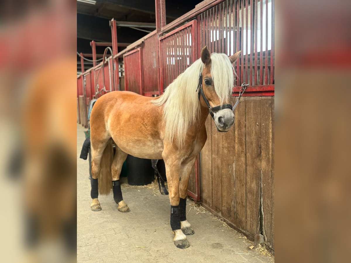 Haflinger Mare 9 years 14,1 hh Chestnut-Red in GrevenGreven