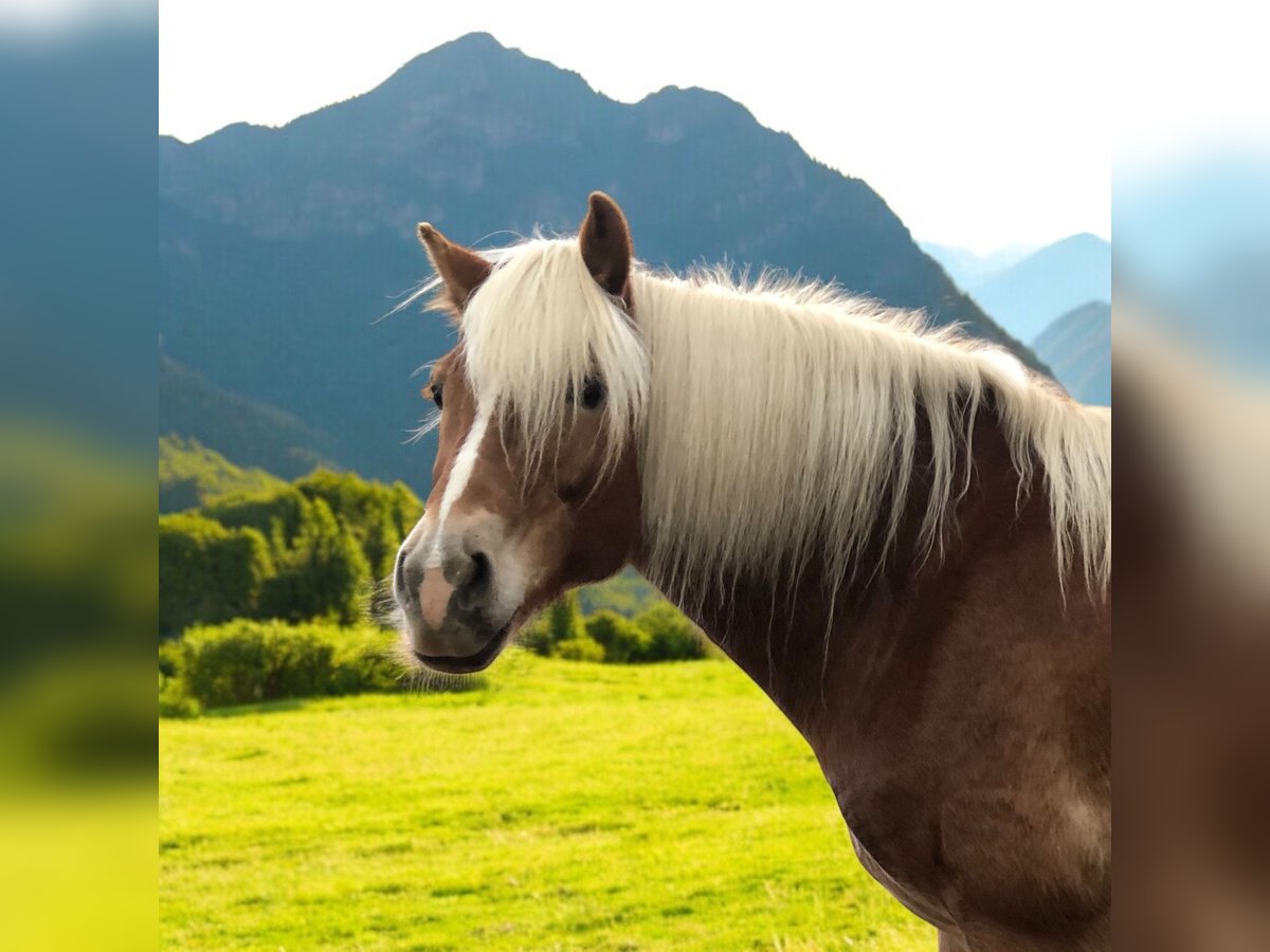 Haflinger Mare 9 years 15,1 hh Chestnut-Red in Mainbernheim