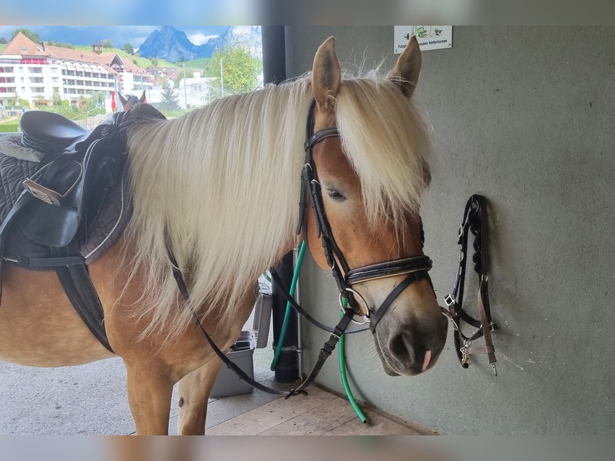 Haflinger Mare 9 years Brown-Light in Morschach