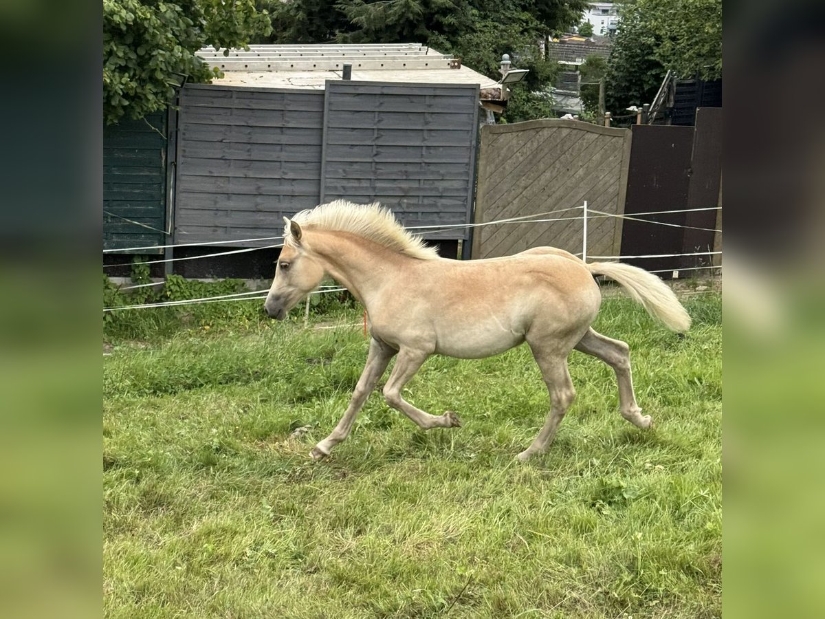 Haflinger Mare Foal (03/2025) Chestnut-Red in Staufenberg
